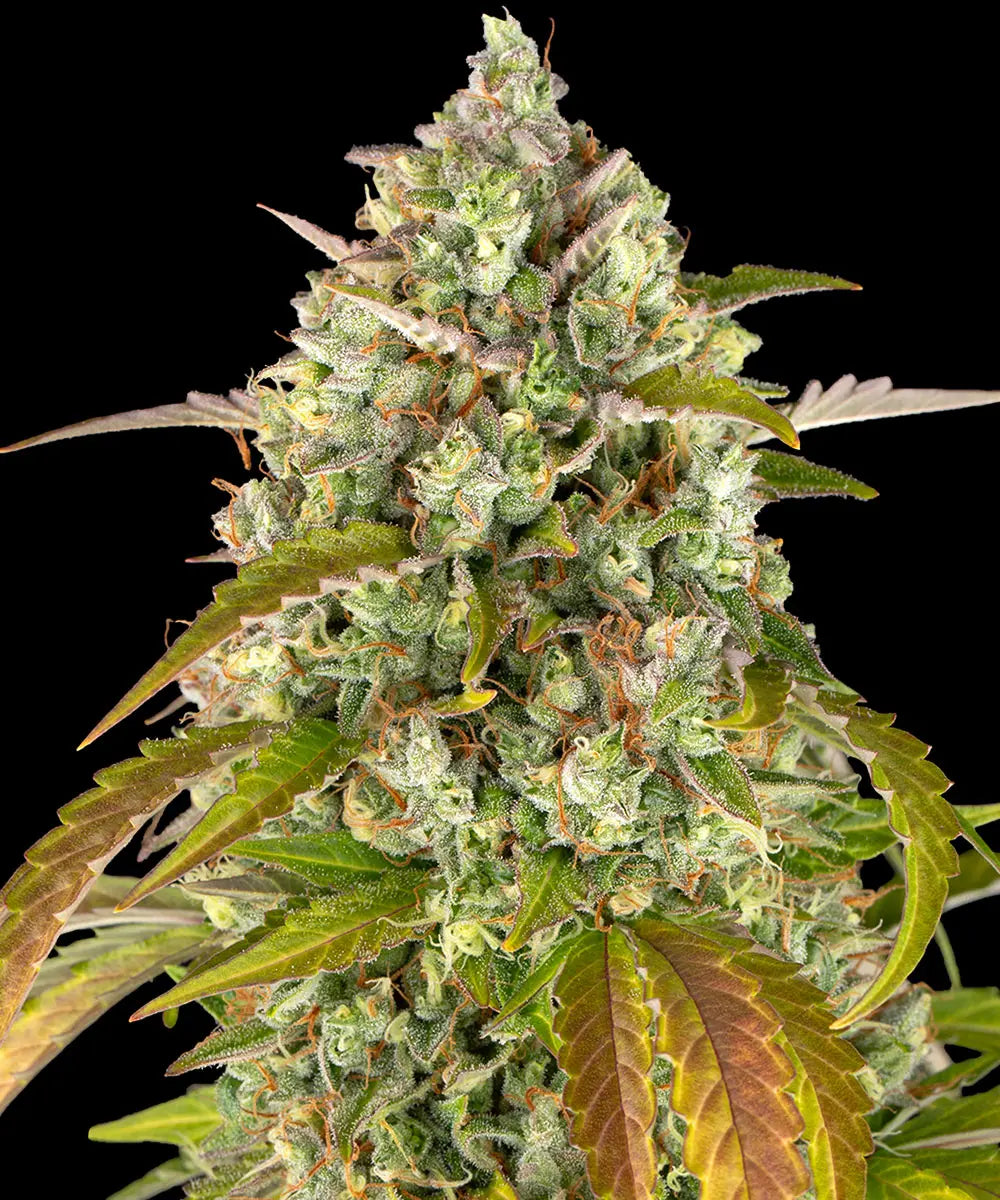 Barneys Farm Pineapple Express Auto