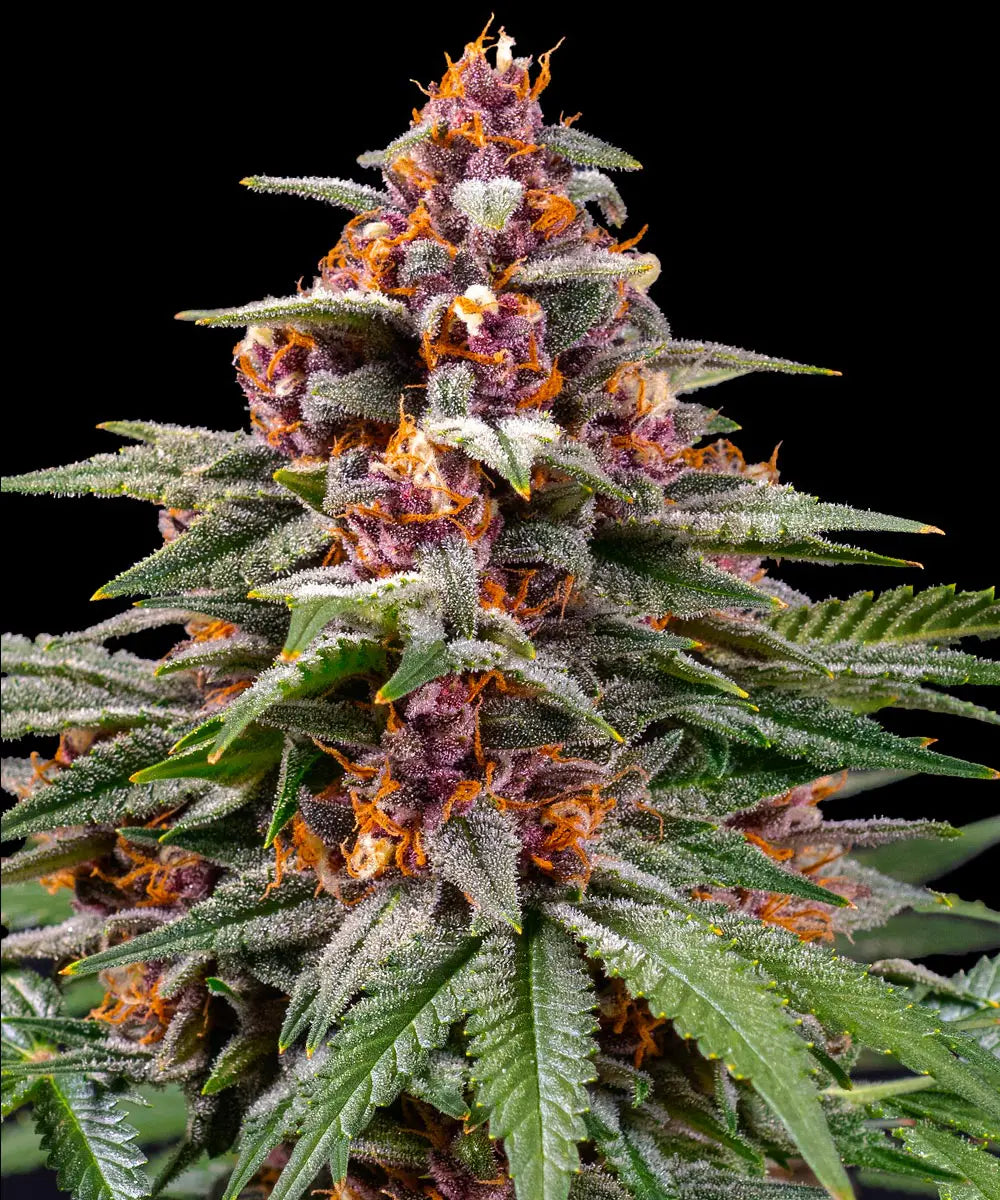 Barneys Farm Runtz Auto Strain