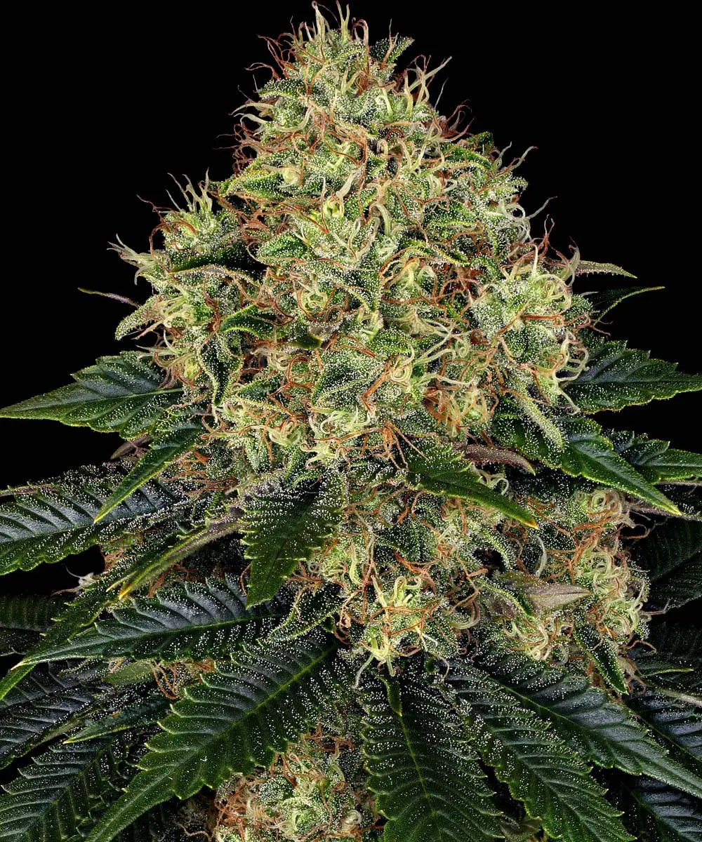 Barneys Farm Skywalker OG Auto