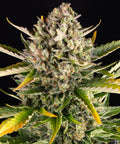 Barneys Farm Strawberry Cheesecake Auto