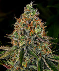 Barneys Farm Tangerine Dream Auto