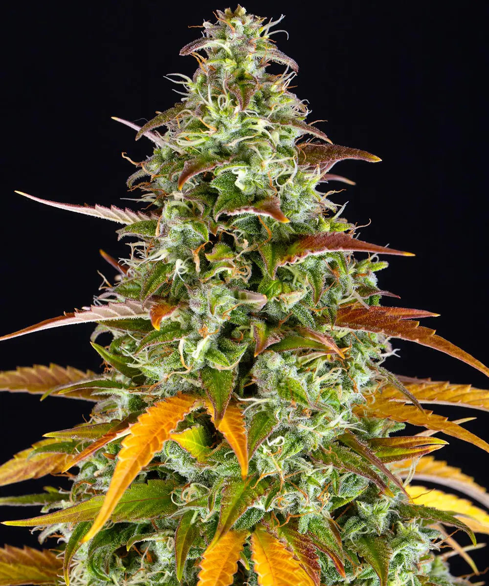 Barneys Farm Watermelon Z Auto