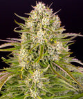 Barneys Farm Wedding Cake Auto