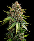 Barneys Farm White Widow XXL Auto