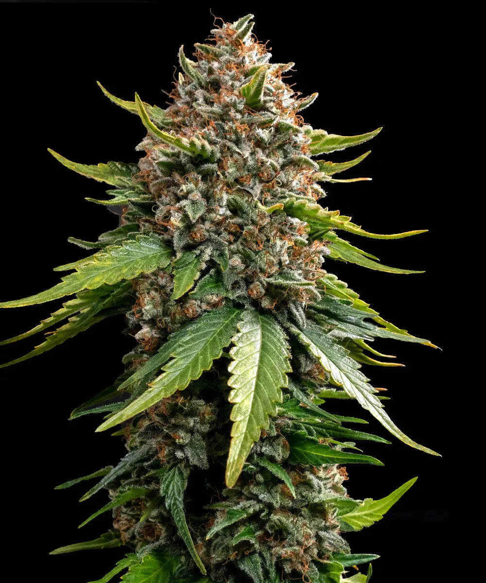 Barneys Farm White Widow XXL Auto