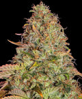 Barneys Farm Original Z OG Auto