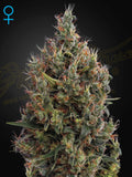 Big Bang Auto – beliebte Autoflower von Green House Seeds mit hoher Ertragskraft, schneller Blüte und einfachem Indoor- und Outdoor-Anbau