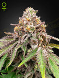 Green House Seed Co. Blue Haze x Gelato 41 Auto