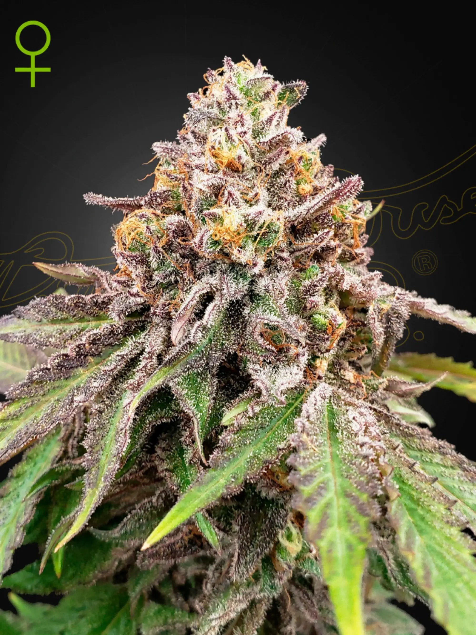 Green House Seeds Co. Blue Haze x Gelato 41 Auto