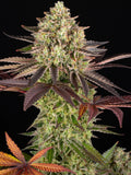 Barneys Farm Apple Fritter