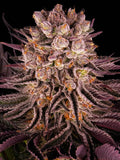 Barneys Farm Mimosa x Orange Punch