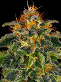 Barneys Farm Moby Dick