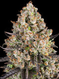 Barneys Farm OG Kush