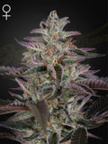Green House Seed Co. Banana Krumble