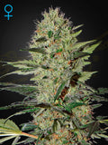 Exodus Cheese Auto – beliebte Autoflower Hanfsamen von Green House Seeds, bekannt für kräftigen Cheese Geschmack, hohe Erträge und kurze Blütezeit.
