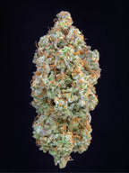 Forbidden Runtz Auto Autoflower mit intensiven Terpenen, hoher Harzproduktion und starkem THC-Gehalt bis 26 %.