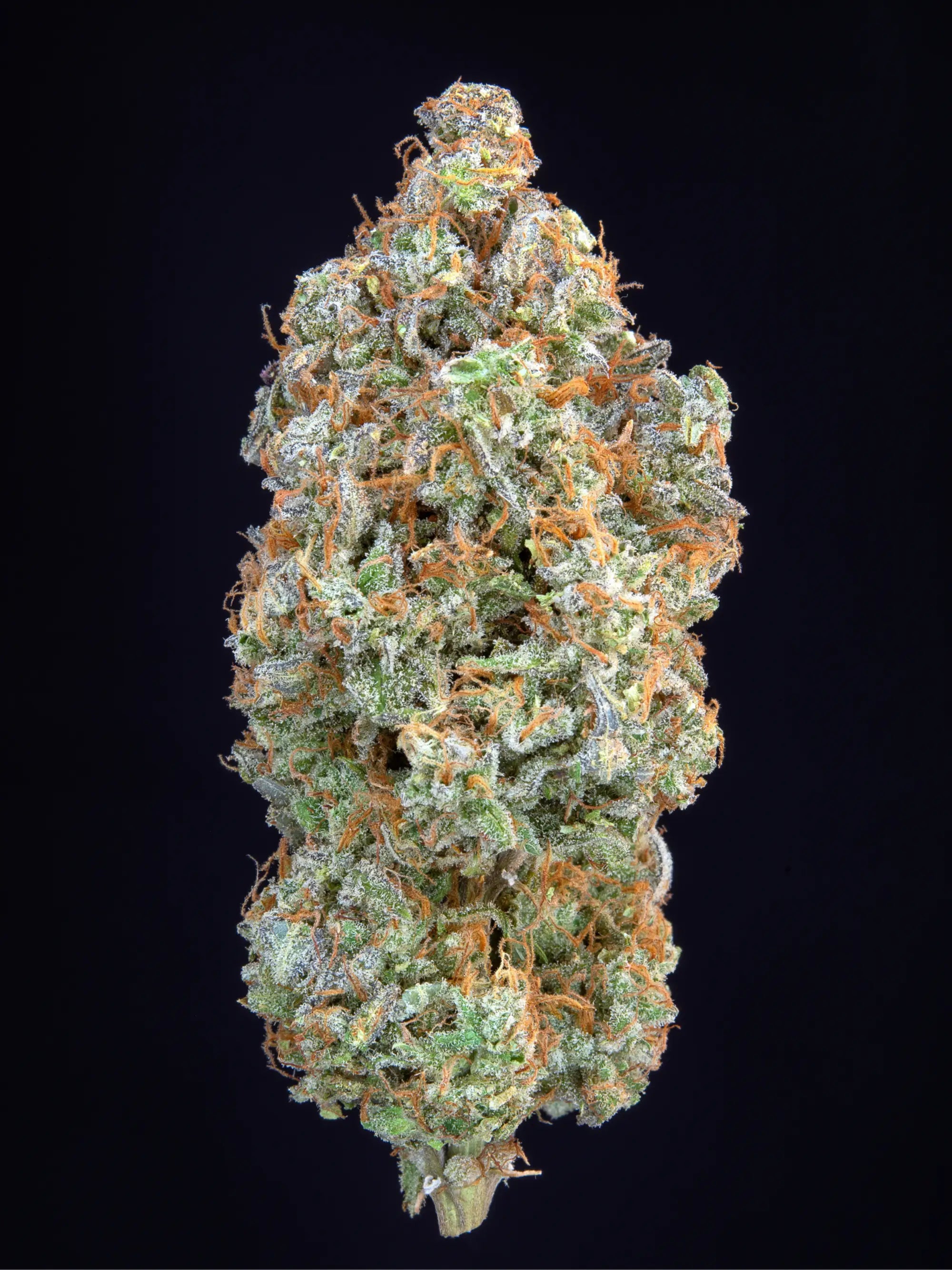 Forbidden Runtz Auto Autoflower mit intensiven Terpenen, hoher Harzproduktion und starkem THC-Gehalt bis 26 %.