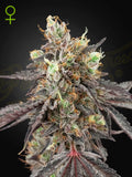 Gelato 41 × Gelato 41 Auto von Green House Seed Co. – Premium Hanfsamen mit intensiven Aromen und stabiler Autoflower-Genetik