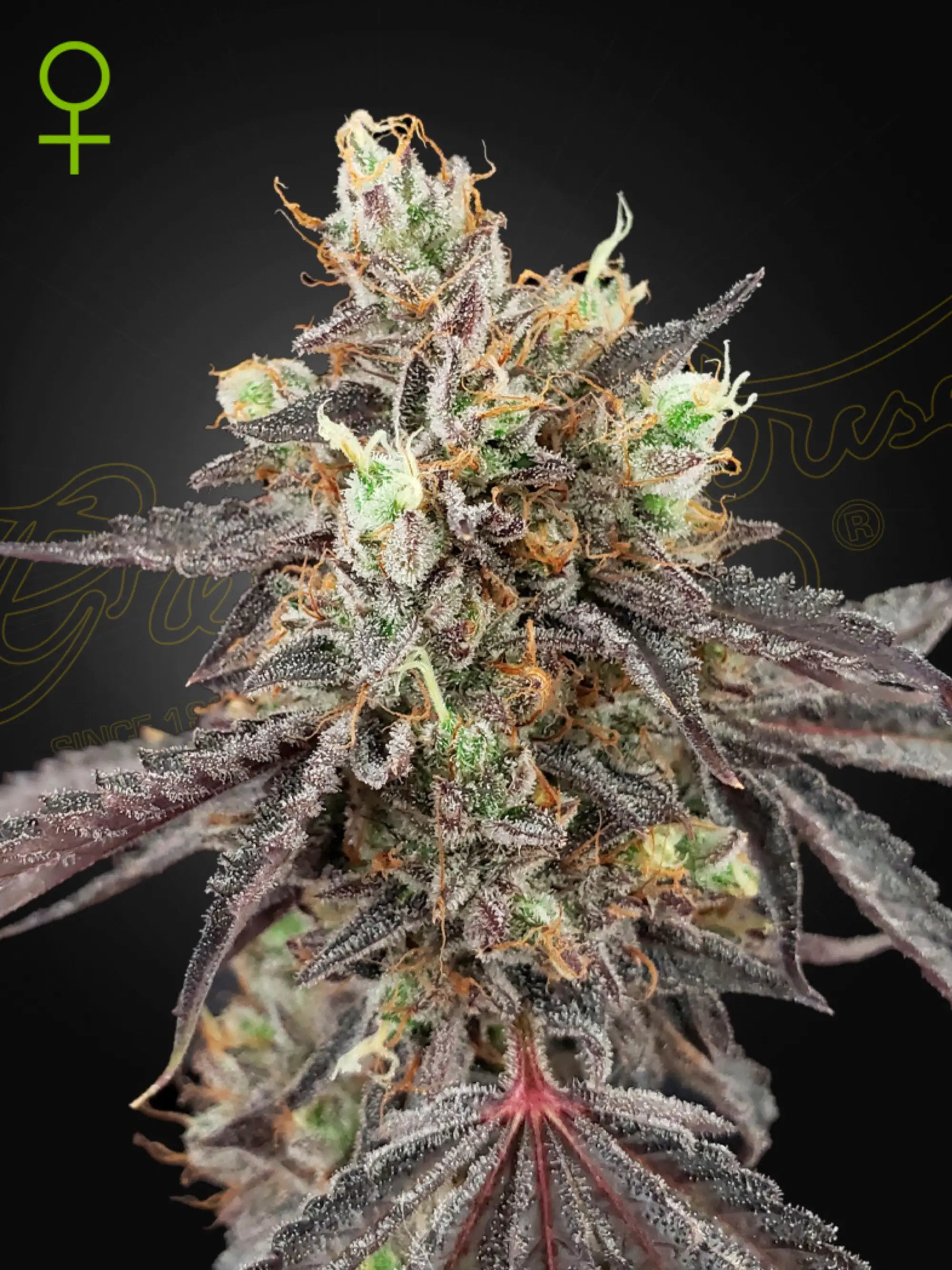 Gelato 41 × Gelato 41 Auto von Green House Seed Co. – Premium Hanfsamen mit intensiven Aromen und stabiler Autoflower-Genetik