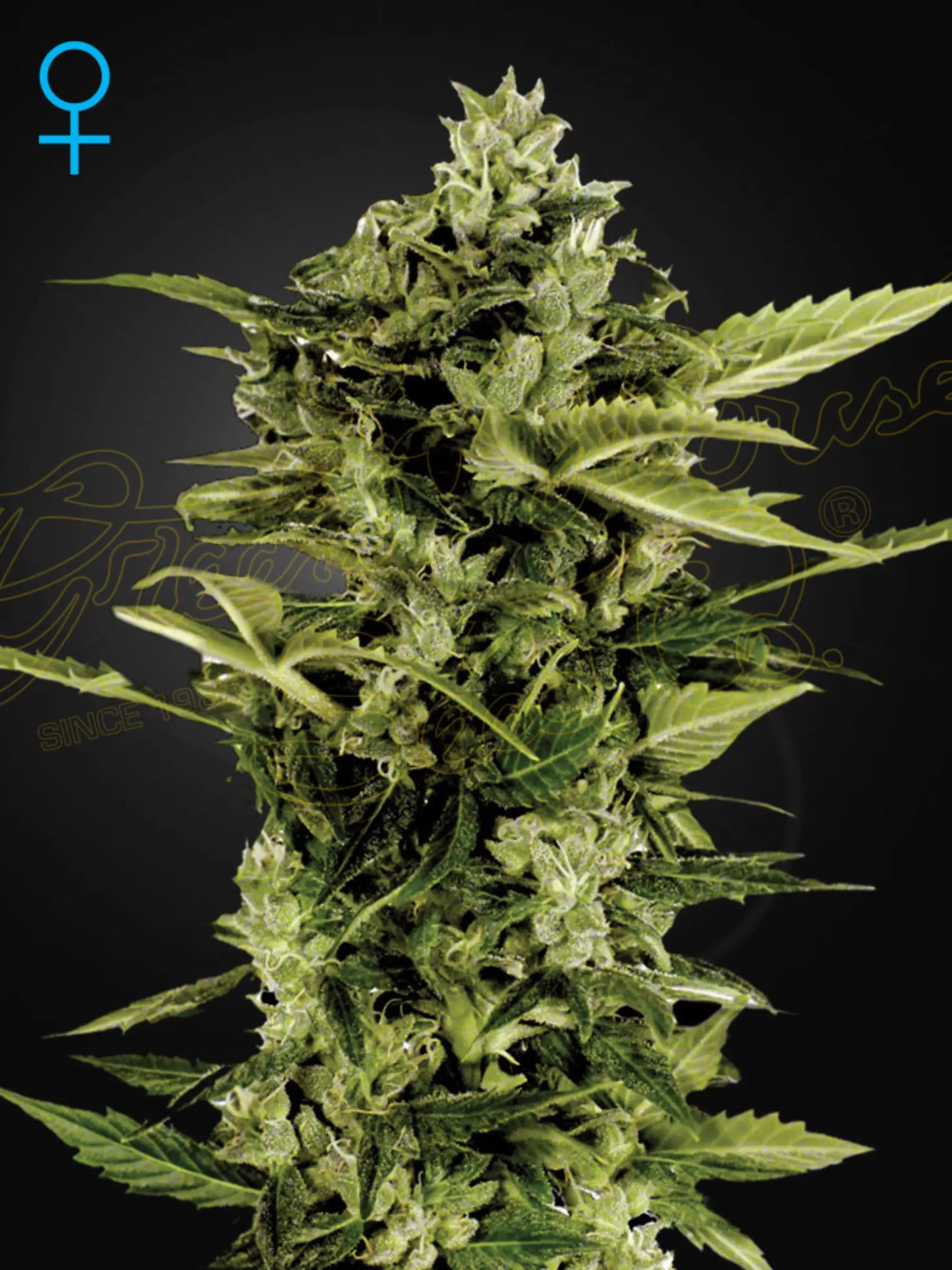 Auto Bomb Auto von Green House Seeds – kräftige Autoflower mit harzigen, dichten Blüten und stabilem Wachstum perfekt zum Eigenanbau oder sammeln