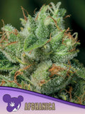 Afghanica Landrasse Cannabissamen von Anesia Seeds zur Sammlung und Erhaltung genetischer Vielfalt