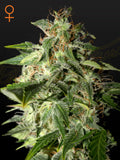 Afgooey Cannabissamen – Indica-dominante Sorte aus Afghan x Maui Haze mit fruchtigem Zitrus-Kush-Aroma und kompakter Wuchsform.