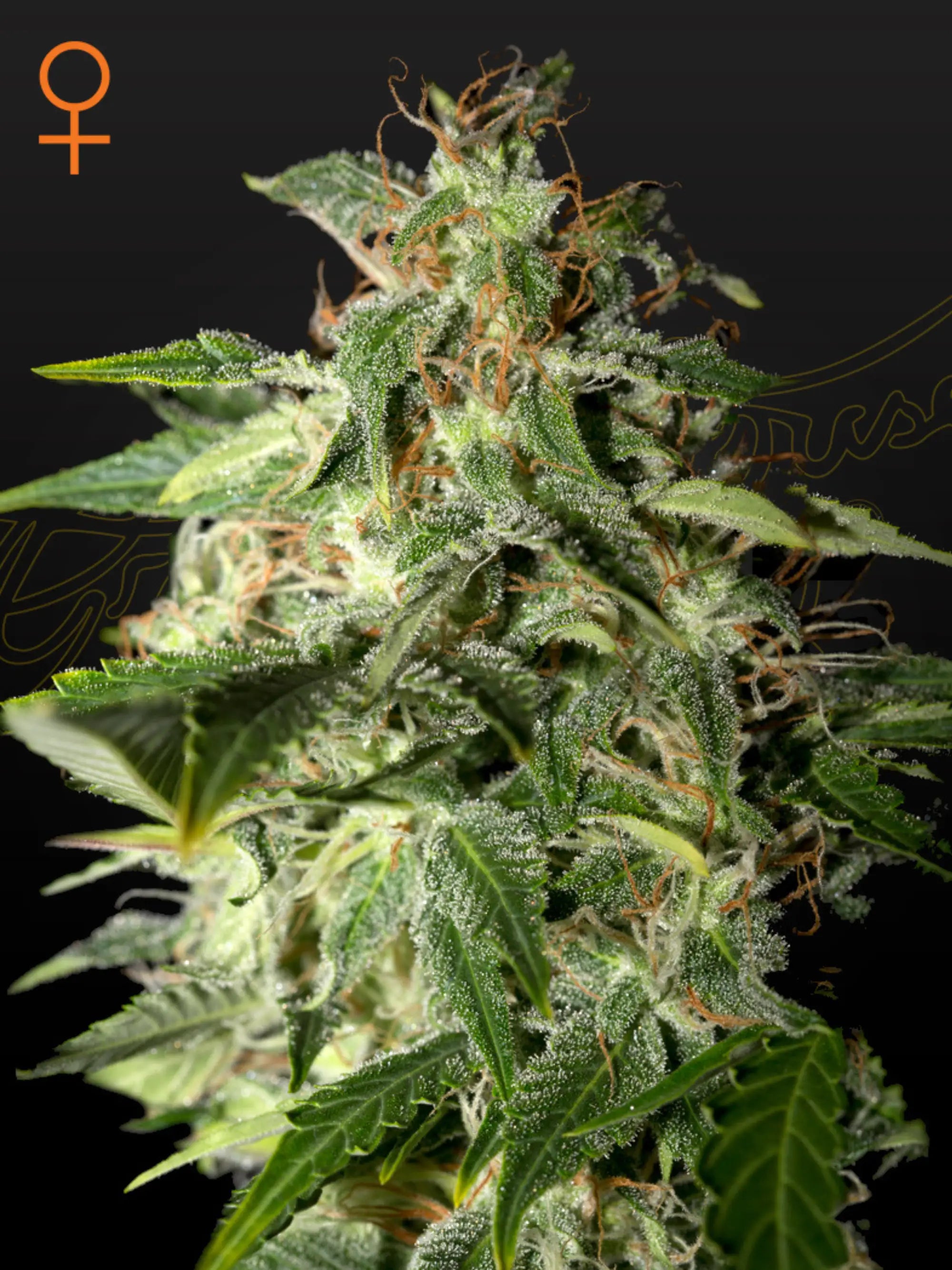Afgooey Cannabissamen – Indica-dominante Sorte aus Afghan x Maui Haze mit fruchtigem Zitrus-Kush-Aroma und kompakter Wuchsform.