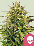 Alien OG Cannabissamen von Royal Queen Seeds, ausschließlich für Sammler und "Genetik-Liebhaber"