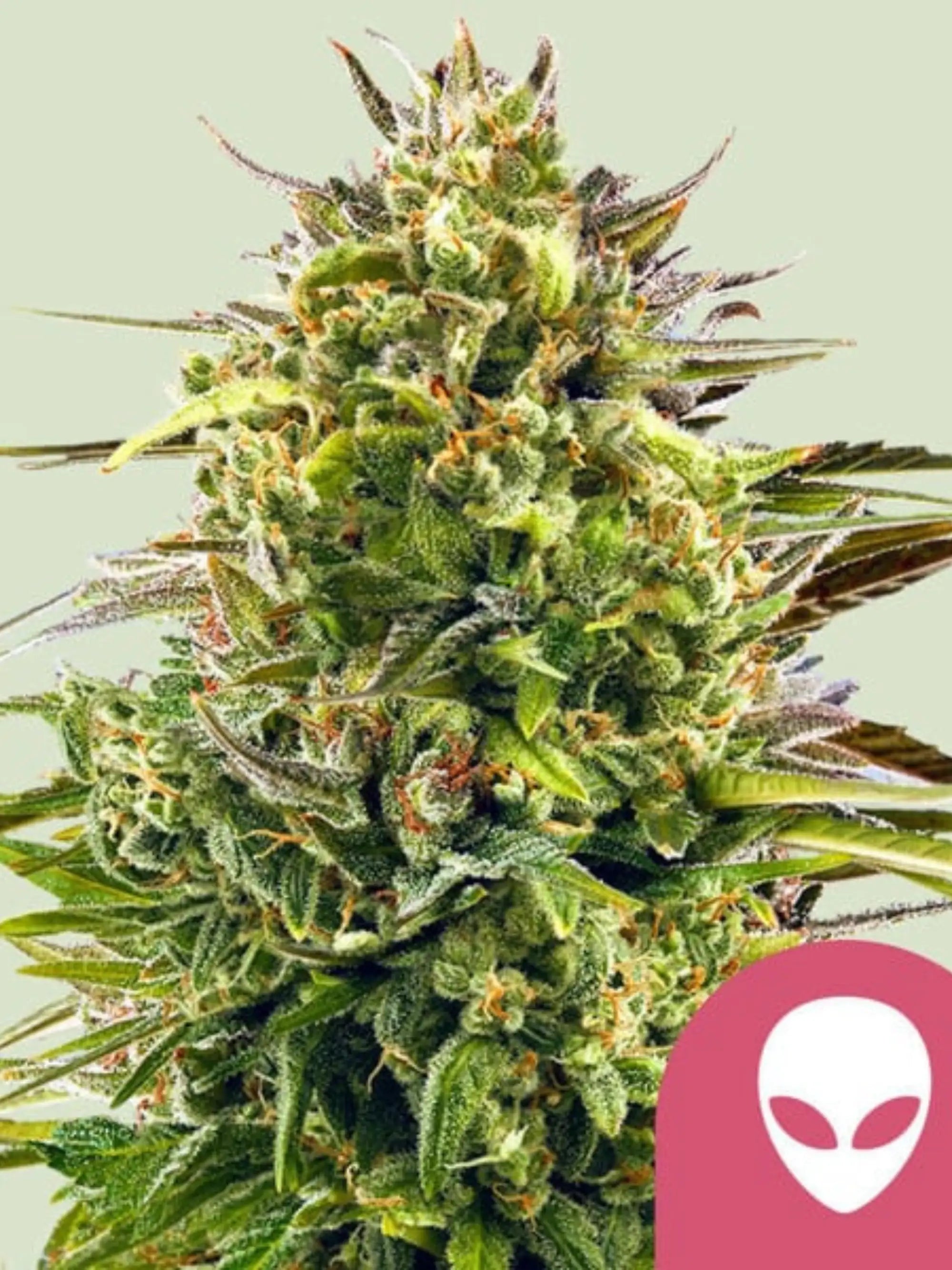 Alien OG Cannabissamen von Royal Queen Seeds, ausschließlich für Sammler und "Genetik-Liebhaber"