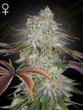 AlienZ Cannabissamen – Hybrid aus Watermelon Zkittlez x Velvet Moon mit süß-fruchtigem Aroma, hoher Harzproduktion und dichter Blütenstruktur.
