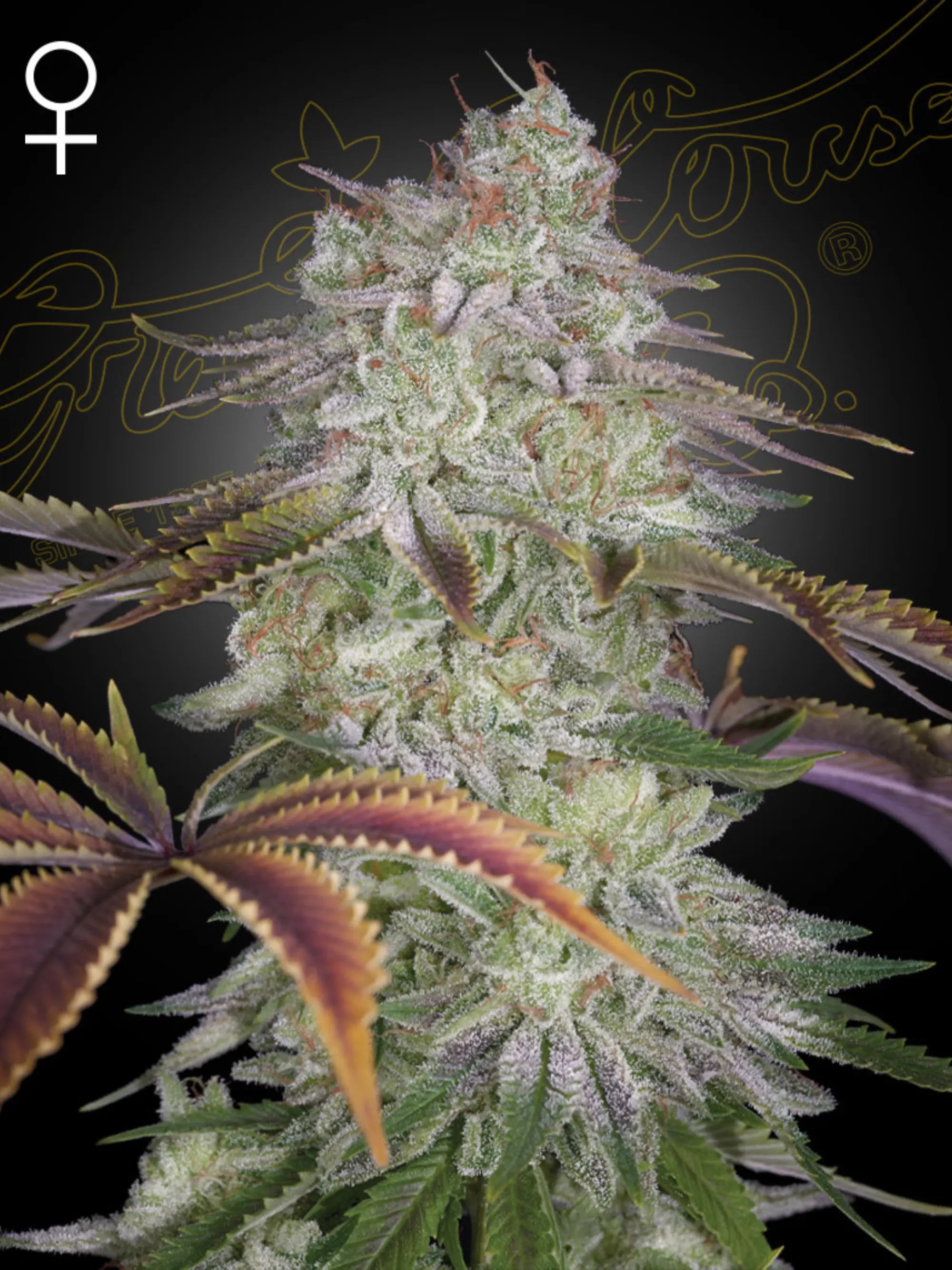 AlienZ Cannabissamen – Hybrid aus Watermelon Zkittlez x Velvet Moon mit süß-fruchtigem Aroma, hoher Harzproduktion und dichter Blütenstruktur.
