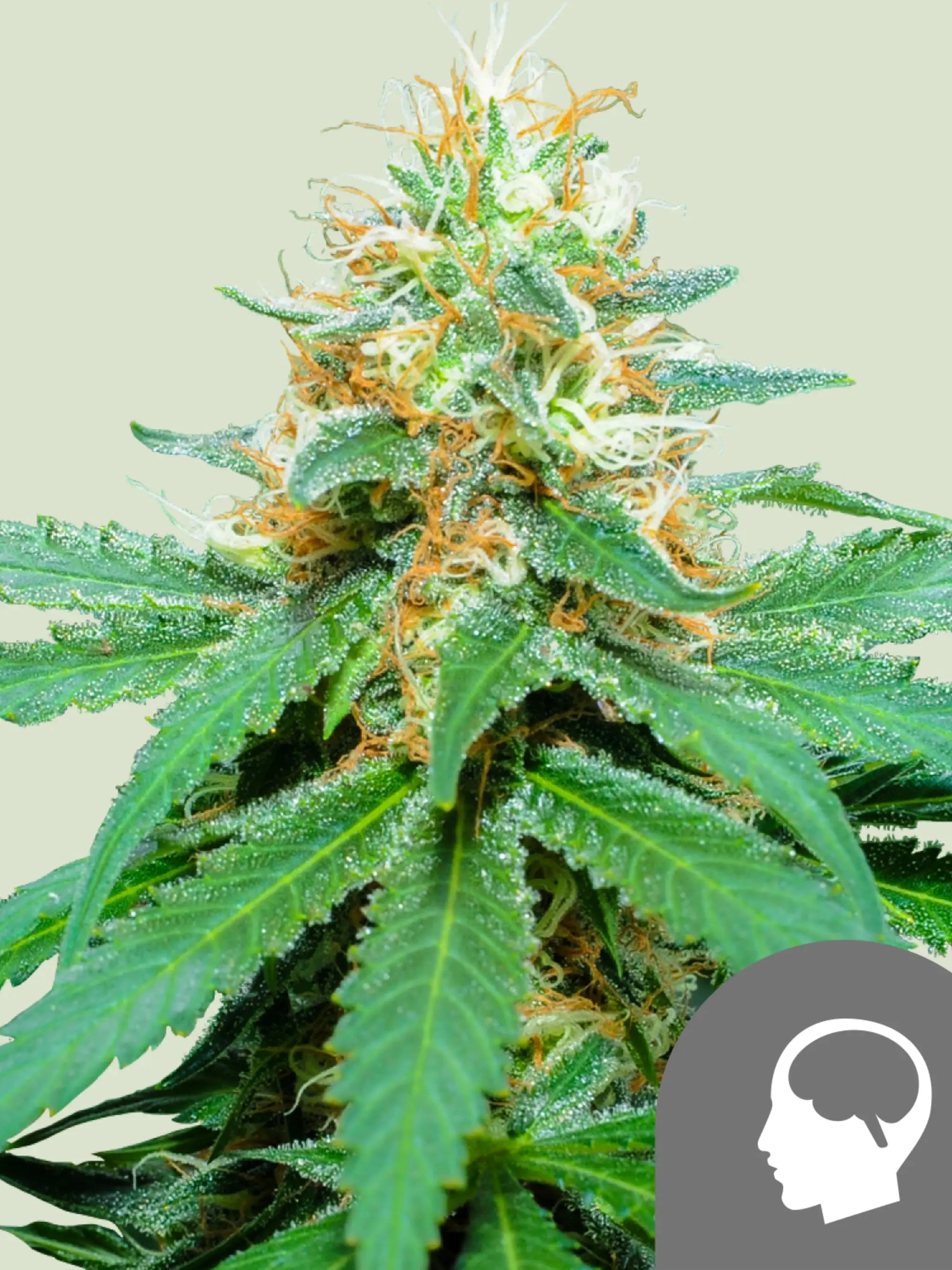Amnesia Haze regulär – klassische Sativa-Genetik mit schlanken Pflanzen, harzreichen Blüten und typischem Haze-Erscheinungsbild