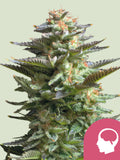 Amnesia Haze – klassische Sativa mit fruchtigem Aroma und stabiler Genetik, beliebter Old-School-Klassiker für Sammler