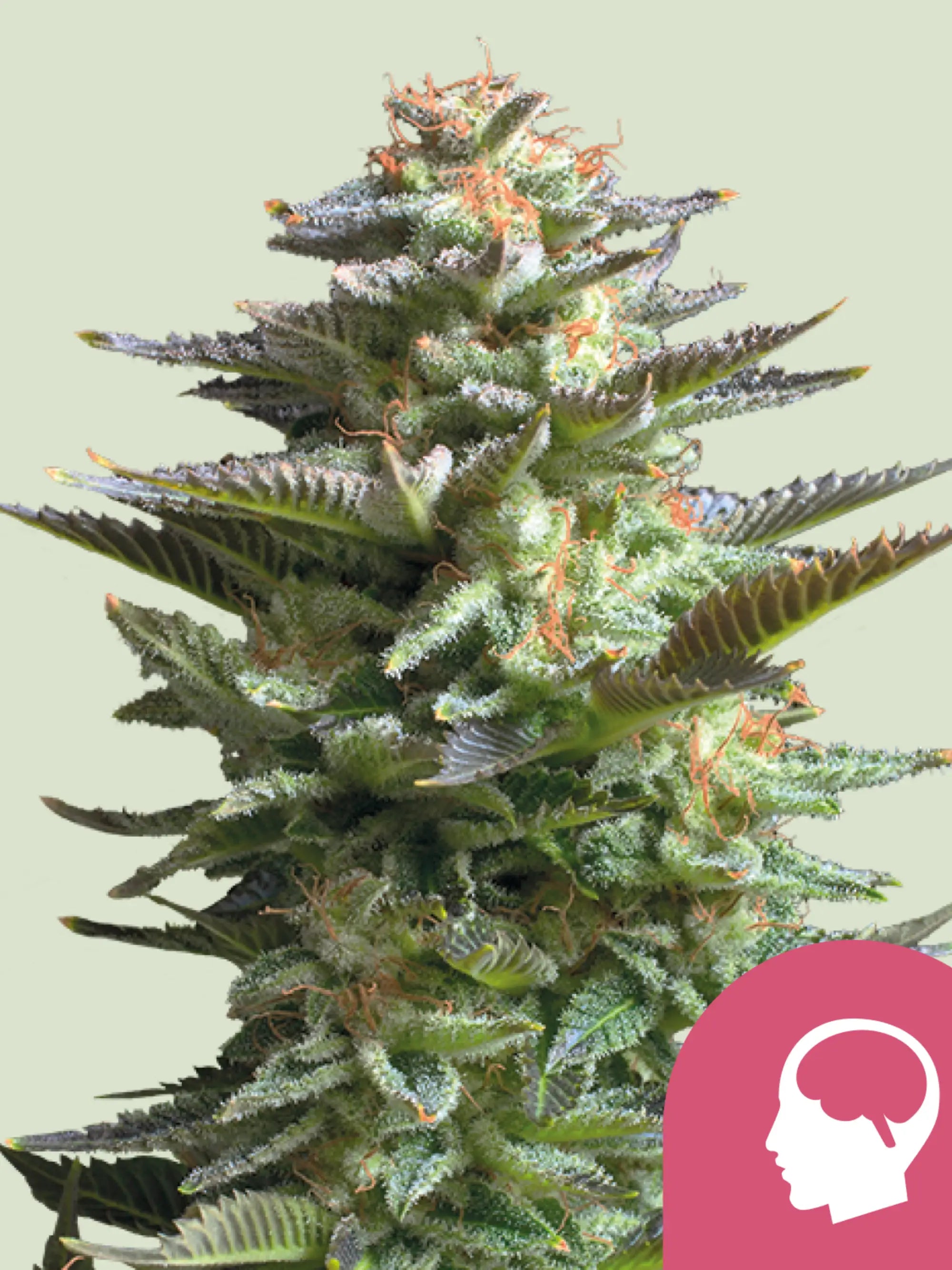 Amnesia Haze – klassische Sativa mit fruchtigem Aroma und stabiler Genetik, beliebter Old-School-Klassiker für Sammler
