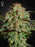 A.M.S. Cannabissamen von Green House Seed Co., feminisierte Hybrid-Sorte aus Swiss Sativa x Swiss Indica, schimmelresistent und robust