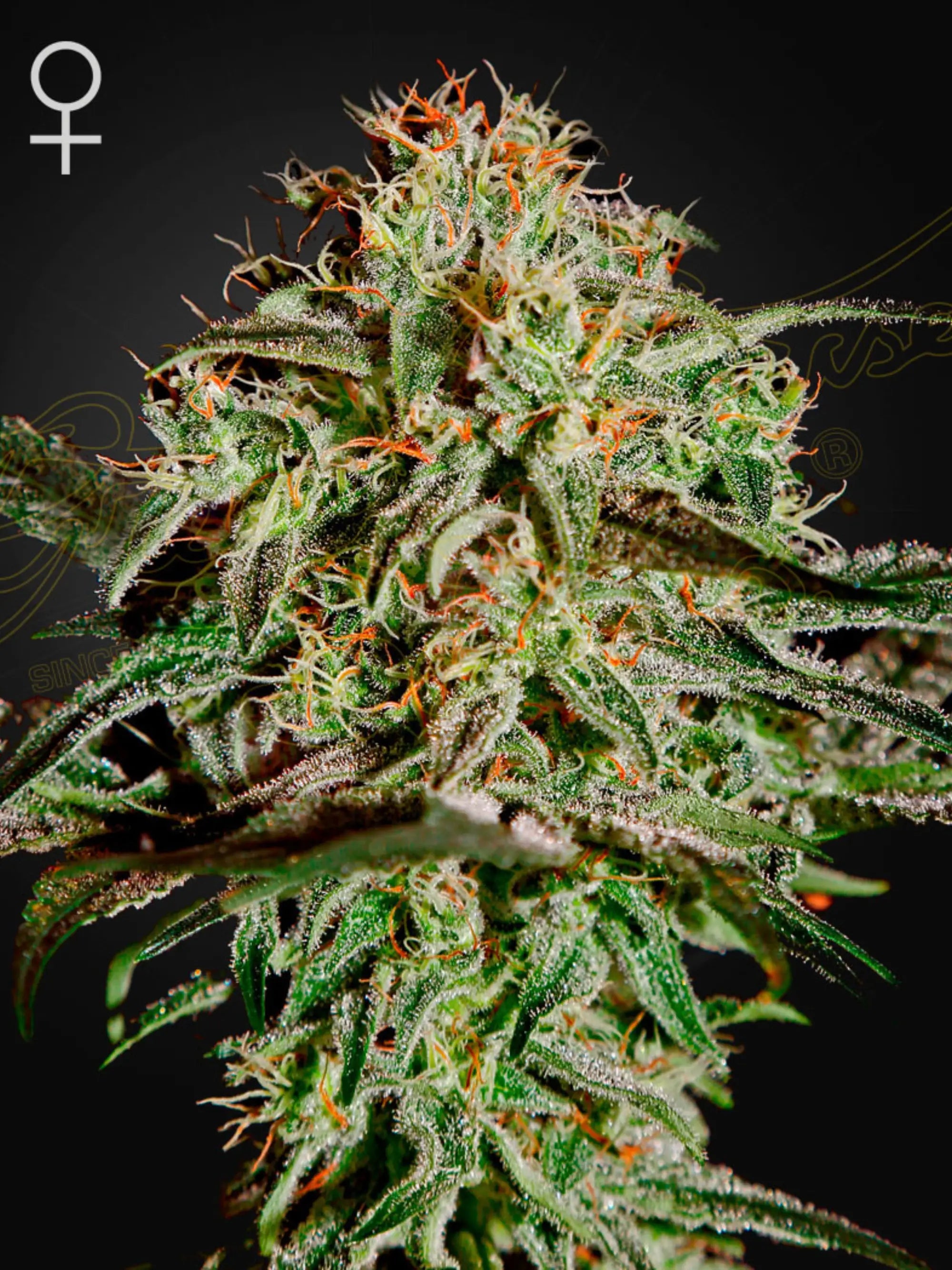 A.M.S. Cannabissamen von Green House Seed Co., feminisierte Hybrid-Sorte aus Swiss Sativa x Swiss Indica, schimmelresistent und robust