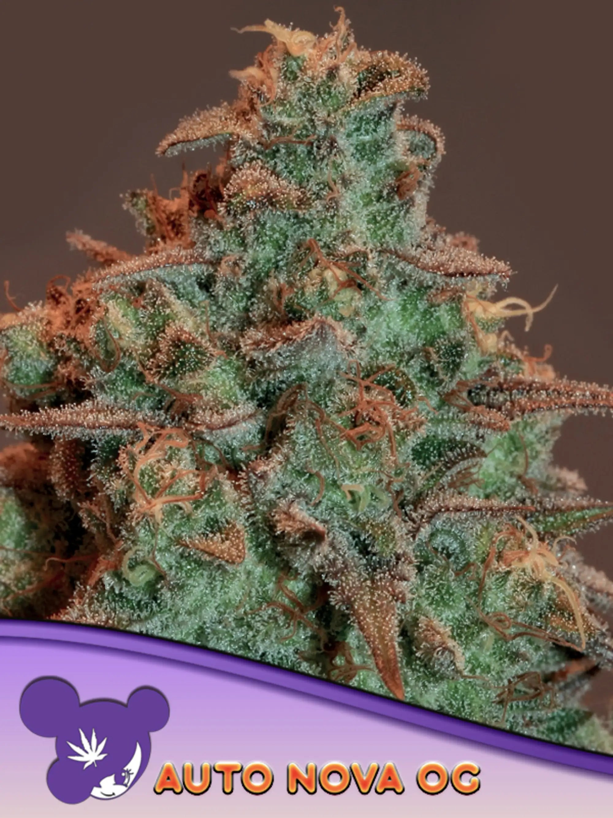 Anesia Seeds Nova OG Auto – feminisierte Autoflower-Samen als hochwertige Sammlerware
