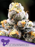 Anesia Scout Cookies Cannabissamen von Anesia Seeds – OG Kush x Durban Poison, Sammler- und Souvenirprodukt