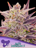 Auto Imperium X von Anesia Seeds – extrem potente Autoflower-Souvenirsamen mit 29 % THC