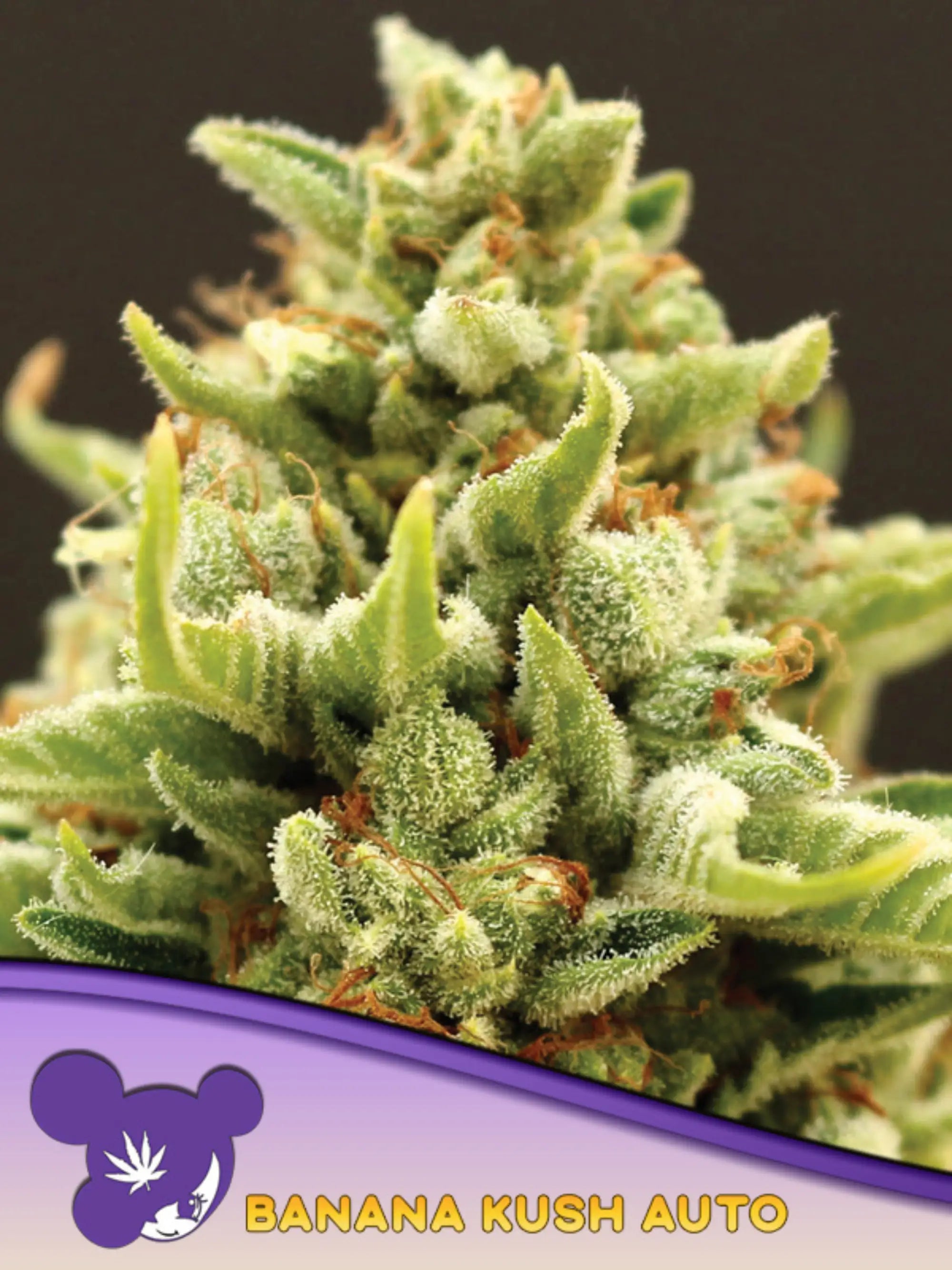 Banana Kush Auto von Anesia Seeds – 75 % Indica-Autoflower mit 20 % THC, kompaktem Wuchs, schnellen 60 Tagen Zyklus und intensiv süßem Bananenaroma