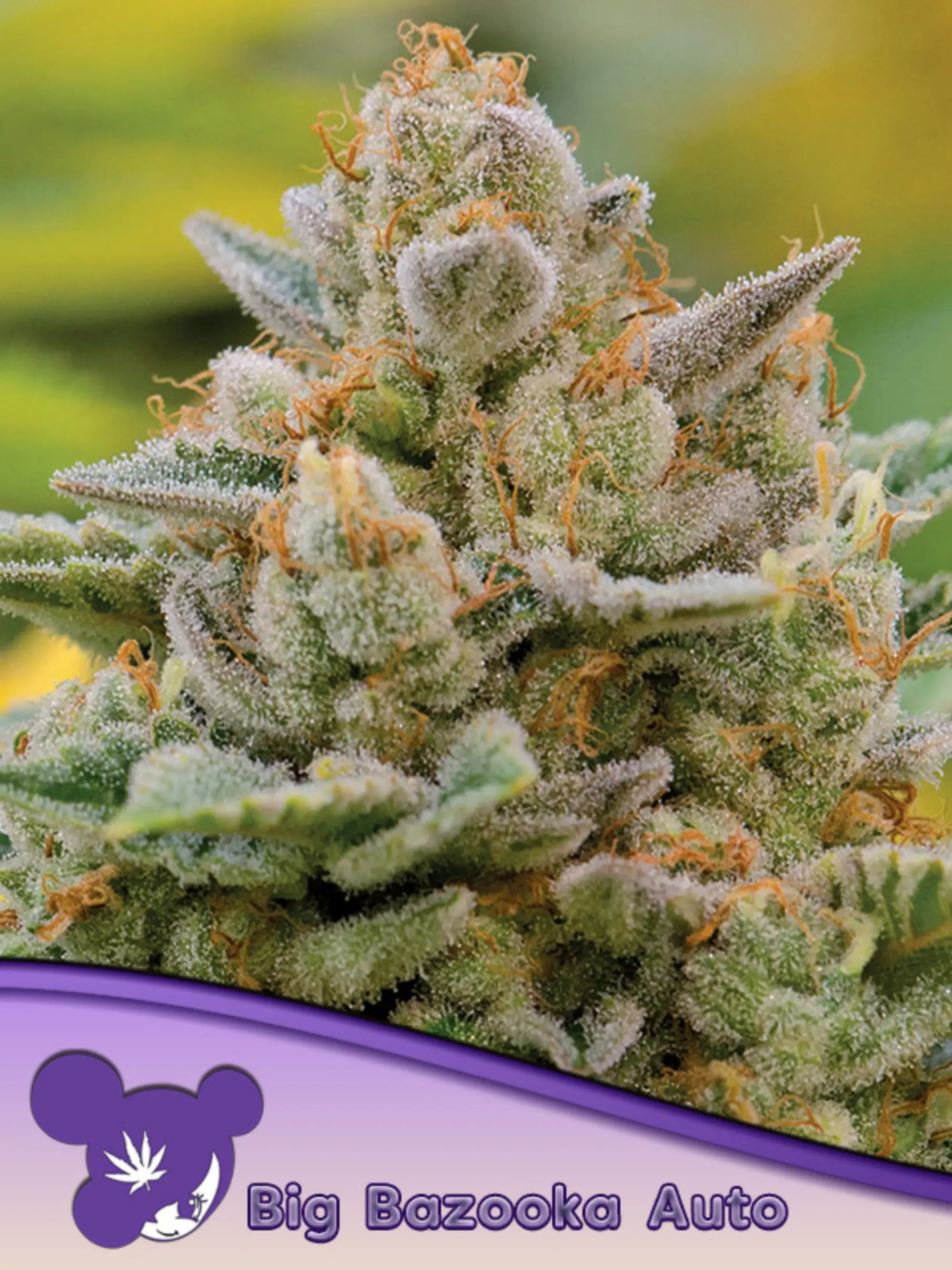 Big Bazooka Auto von Anesia Seeds – 18 % THC, kompakte Indica-Autoflower mit 60 Tagen Zyklus, dichten Buds und süß-zitronigem Aroma.