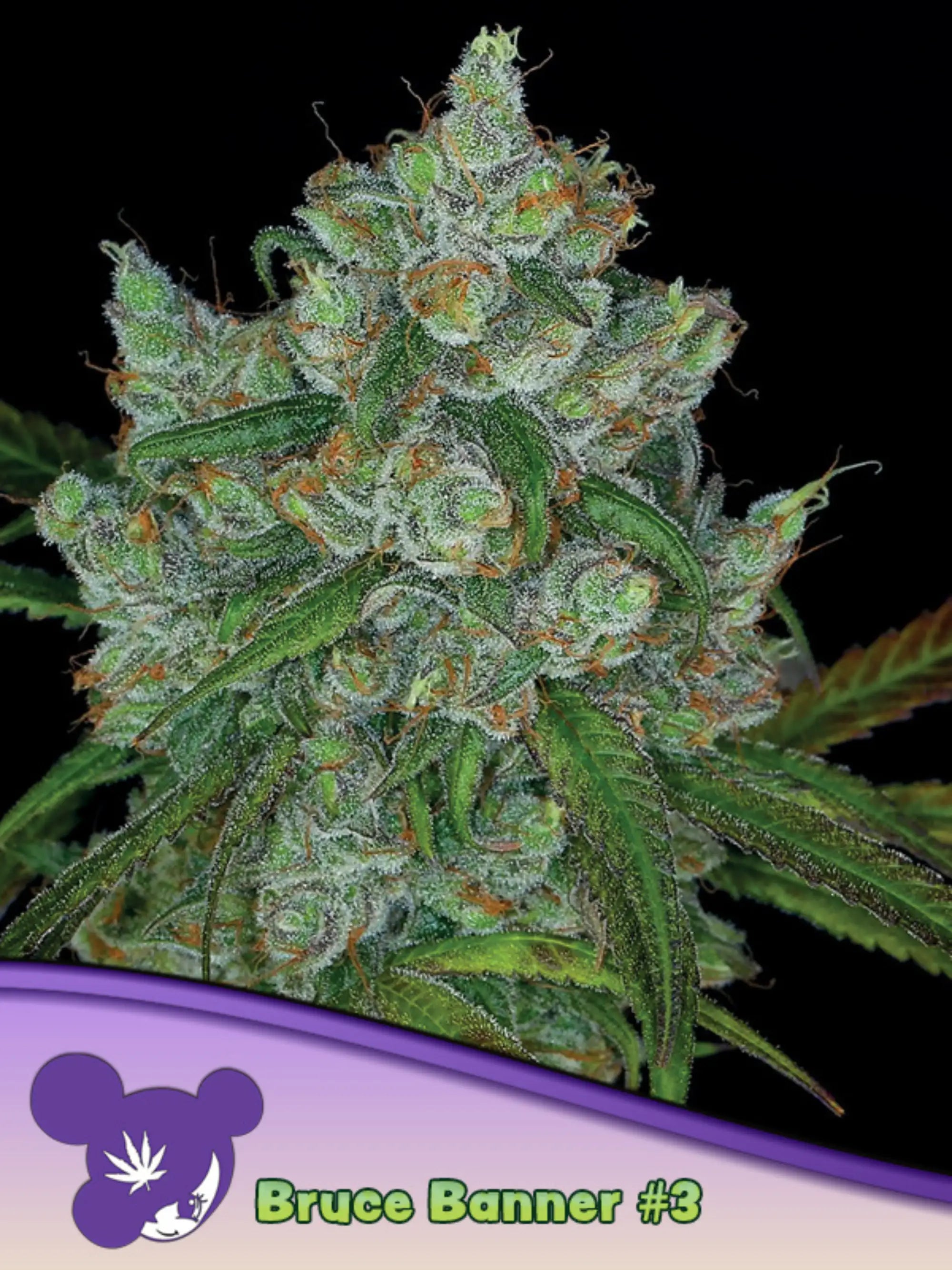 Anesia Seeds Bruce Banner #3 – feminisierte Cannabissamen als Sammlerware mit Strawberry Cough x Sour Diesel Genetik