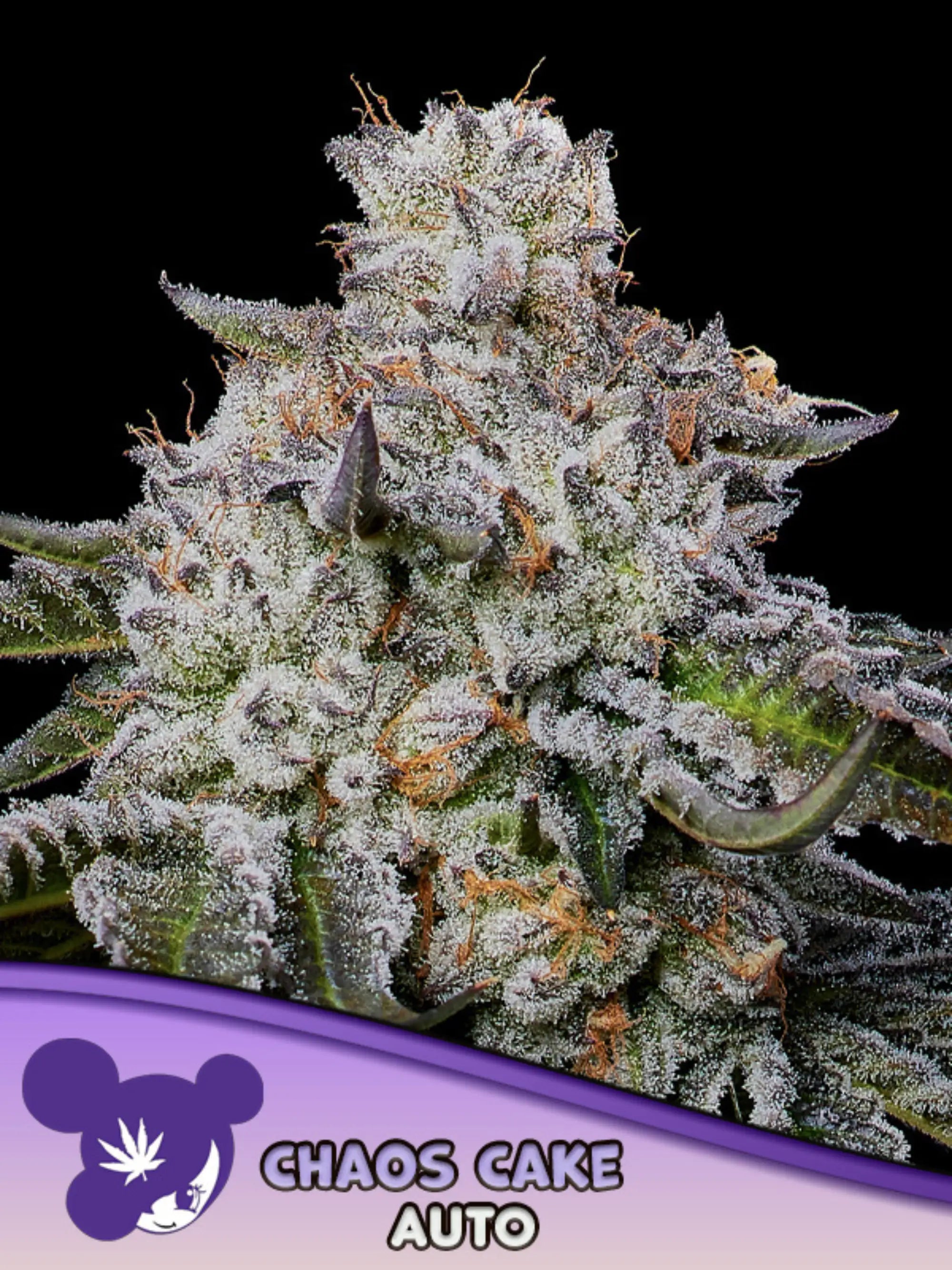 Chaos Cake Auto von Anesia Seeds – Indica-dominante Autoflower (Wedding Cake × Apple Cake) mit 31 % THC und fruchtig-cremigem Aroma