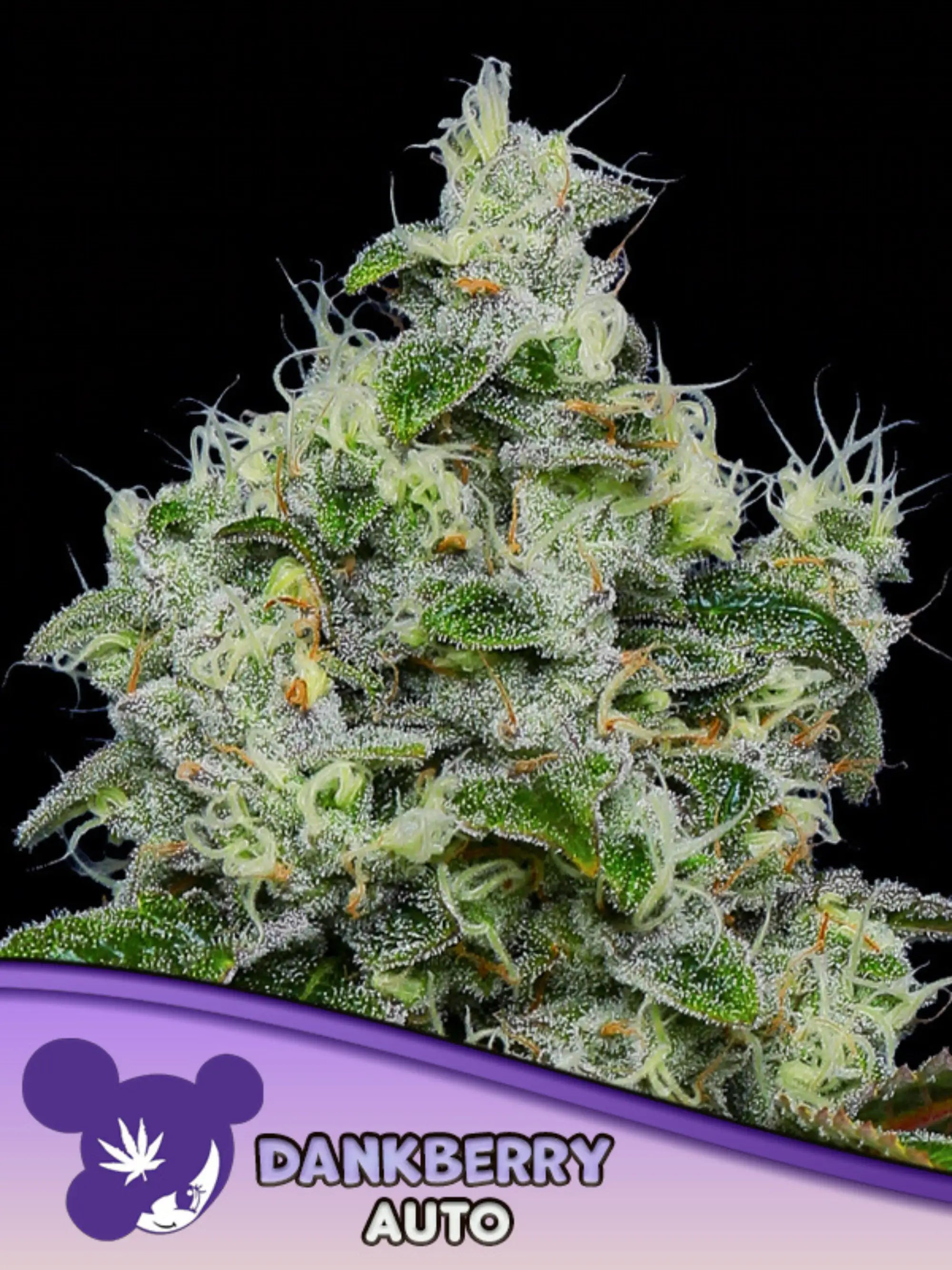 Dankberry Auto von Anesia Seeds – Indica-dominante Autoflower (Little Devil x Skunkberry) mit bis zu 32 % THC und fruchtigem Heidelbeeraroma