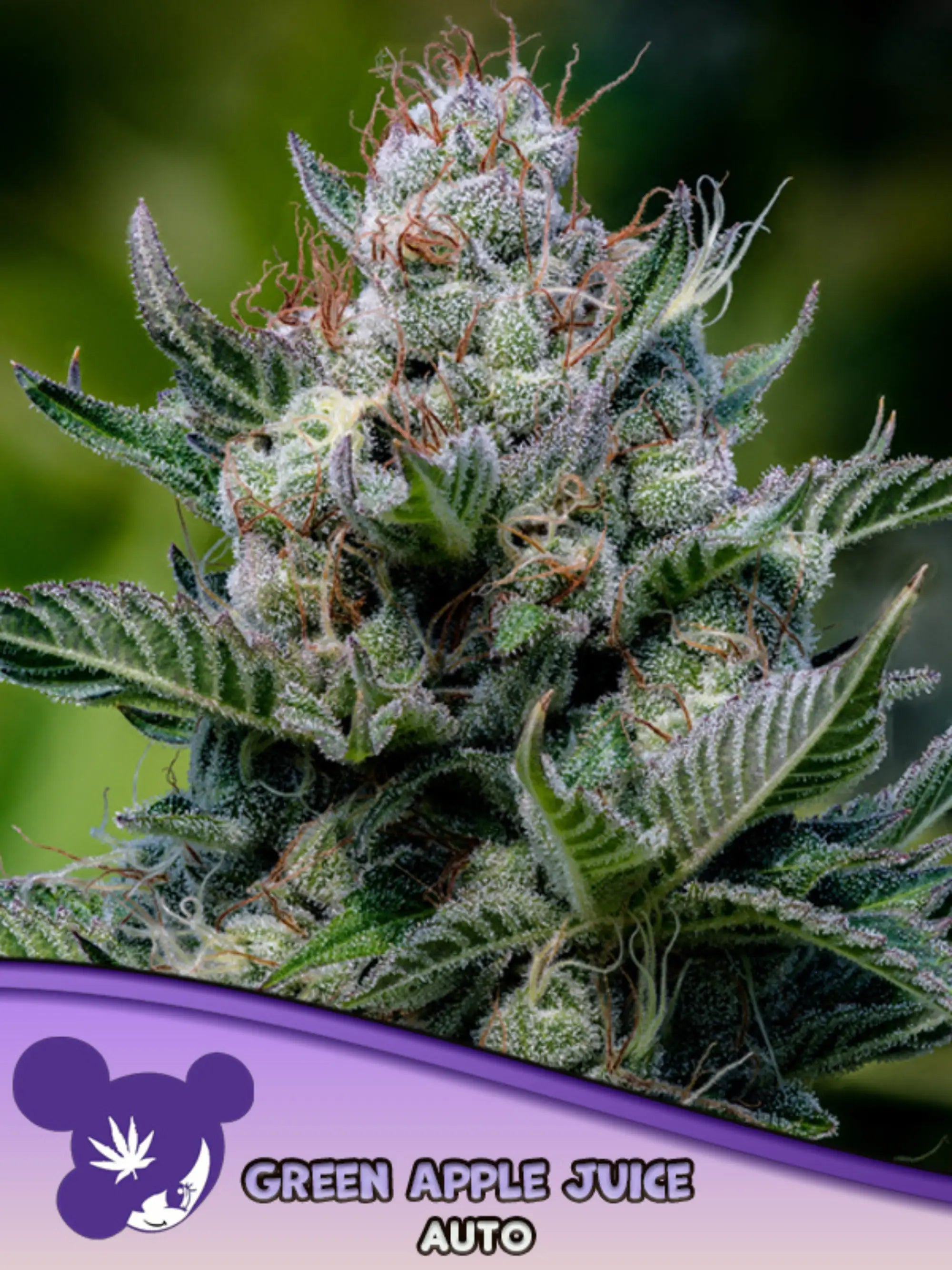 Green Apple Juice Auto von Anesia Seeds – Sativa-dominante Autoflower (Apple Fritter x Auto Betty) mit 24 % THC und fruchtigem Apfel-Zitrus-Aroma
