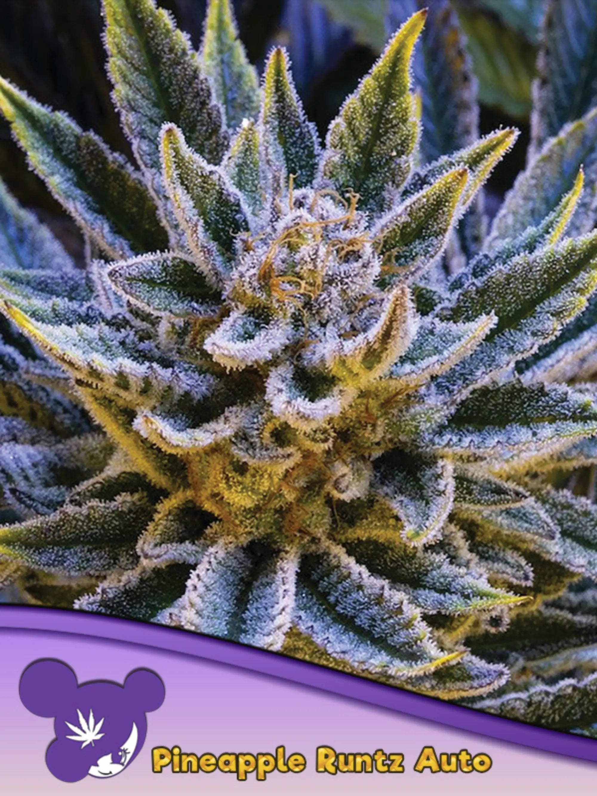 Pineapple Runtz Auto von Anesia Seeds – Indica-dominante Autoflower (Pineapple Kush x White Runtz) mit 26 % THC und tropischem Fruchtaroma