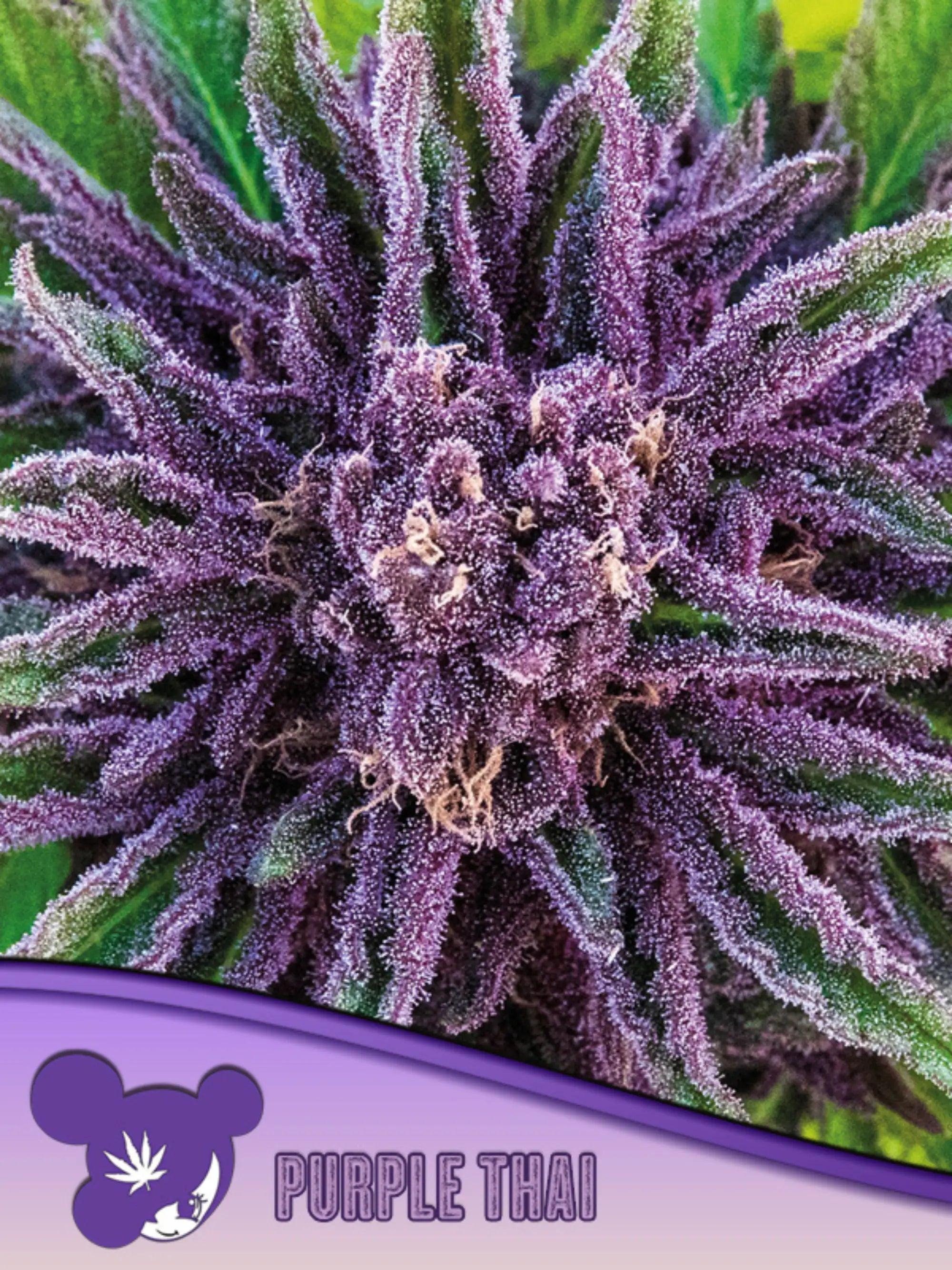Purple Thai von Anesia Seeds – reine thailändische Sativa-Landrasse mit 24 % THC, tropischem Aroma und extremem Stretch