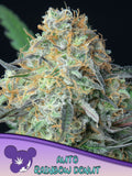 Rainbow Donut Auto Cannabissamen als Souvenir – hochwertige hybride Genetik von Anesia Seeds zur Sammlung und Erhaltung genetischer Vielfalt.