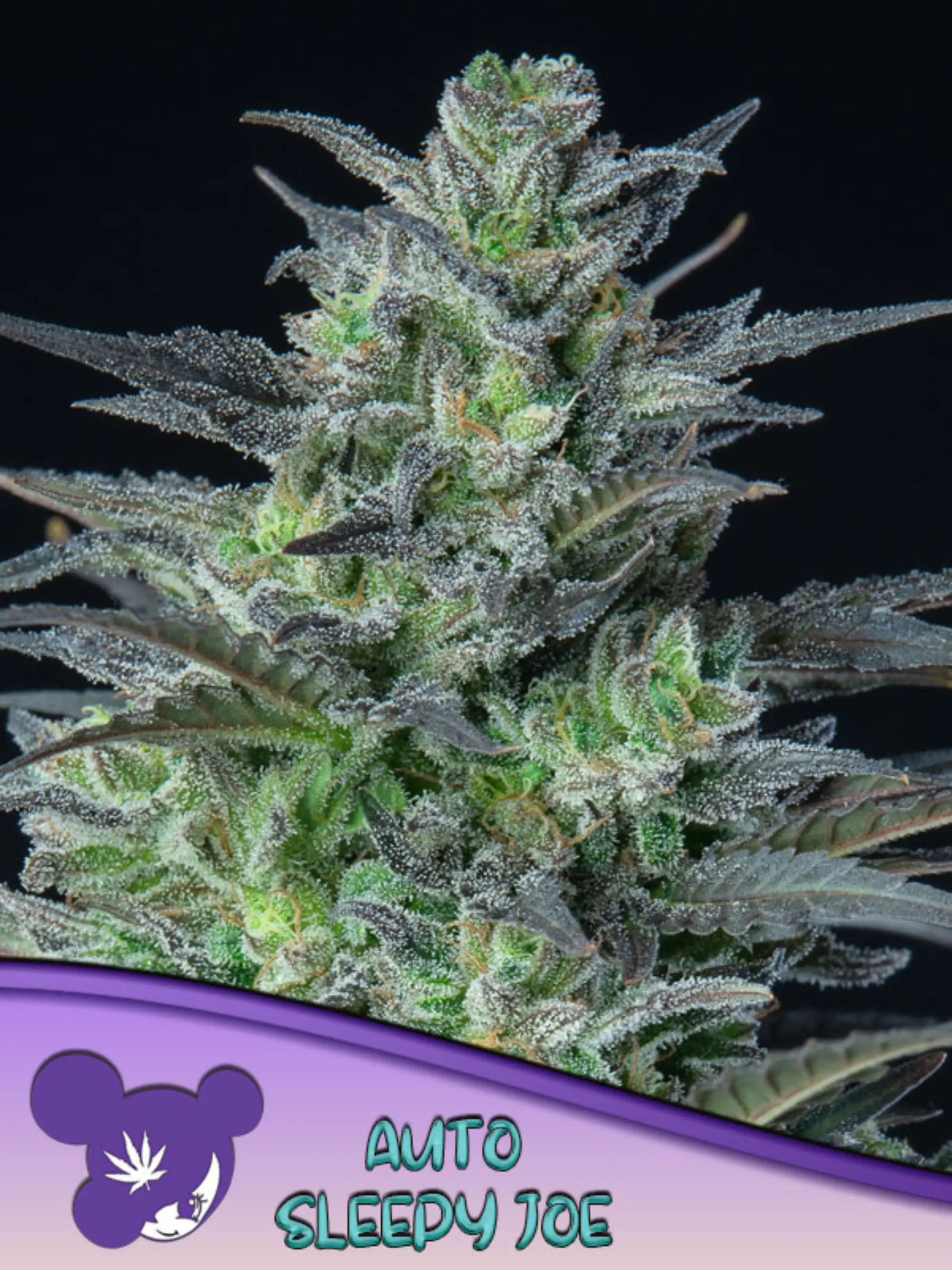 Sleepy Joe Auto von Anesia Seeds – starke Indica-Autoflower-Souvenirsamen mit bis zu 28 % THC.