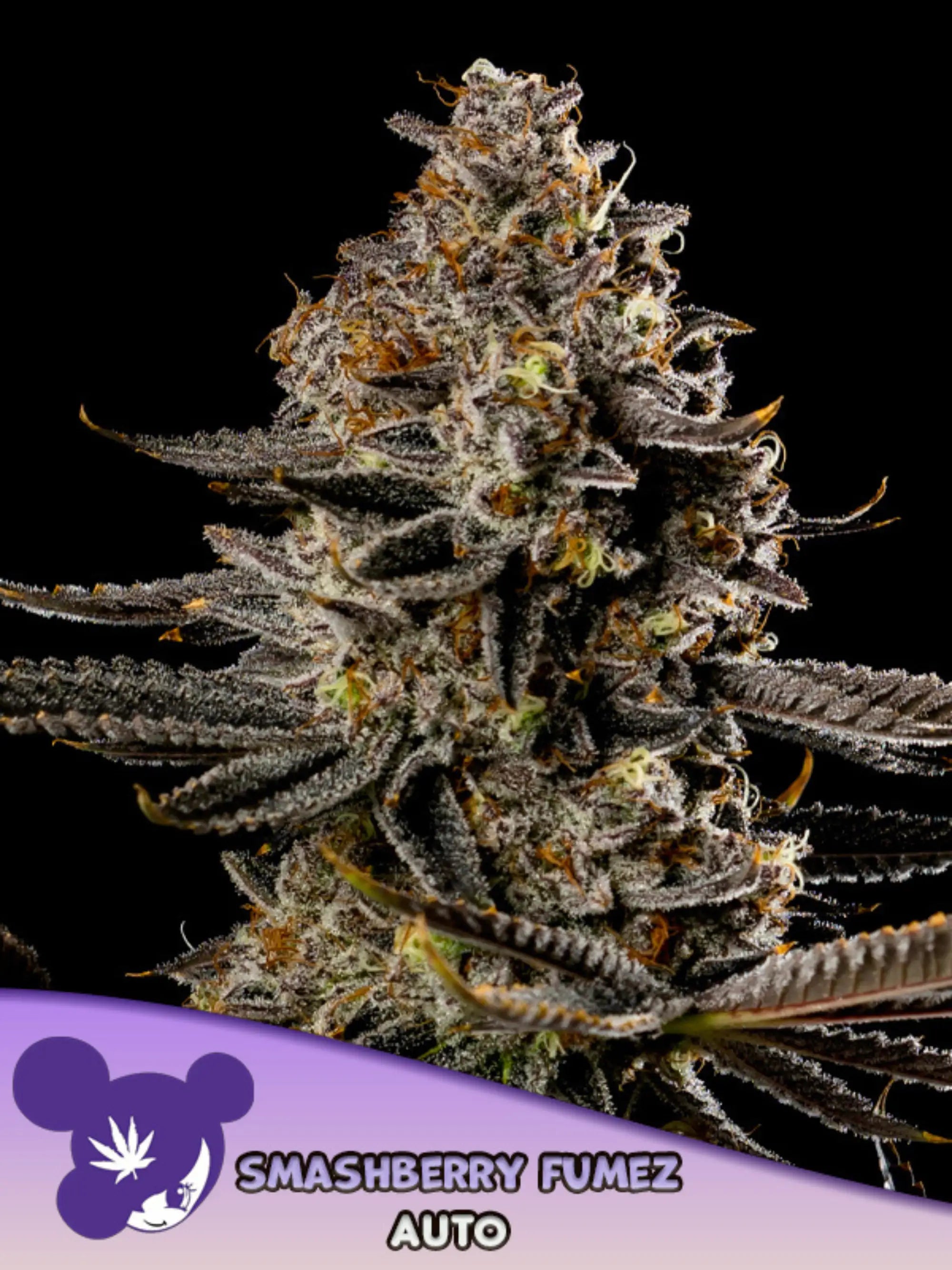 Smashberry Fumez Auto Samen von Anesia Seeds – Autoflower mit 28 % THC, kompakter Wuchs und harzreichen Blüten.